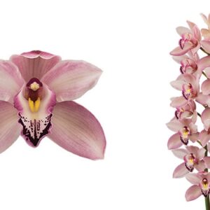 E11-Cymbidium standard “Pink Beauty Joal””-vaso 16 cm.- taglia pianta XL
