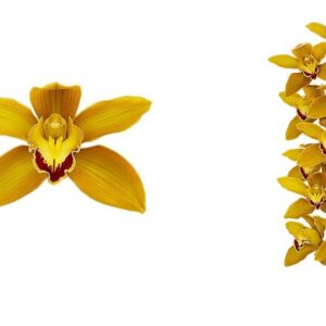 E11-Cymbidium standard “Camo Flor””-vaso 16 cm.- taglia pianta XL