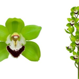 E11-Cymbidium midi “Jade”-vaso 16 cm.- taglia pianta XL