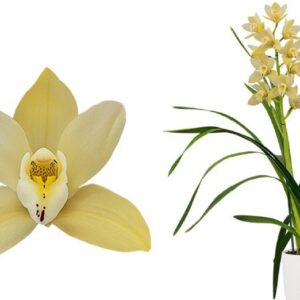 E11-Cymbidium midi “Earlisue Paddy”-vaso 16 cm.- taglia pianta XL
