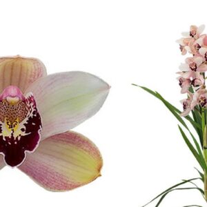 E11-Cymbidium midi “Summer Love Dwarf Pink”-vaso 16 cm.- taglia pianta XL