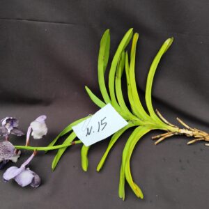E9-Keiki di Vanda n.15 -colore viola/puntinato-PIANTA IN SOFFERENZA!!