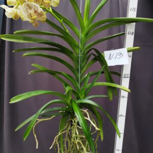E9-Vanda gigante con keiki-pianta N.19- 1 ramo