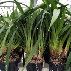 E12-Cymbidium midi “Mix Color”-vaso 16 cm.- taglia pianta XL