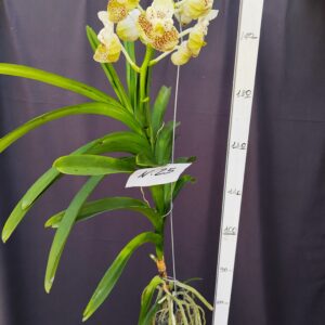 E9-Vanda gigante -pianta N.25