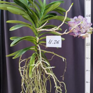 E9-Vanda gigante -pianta N.26