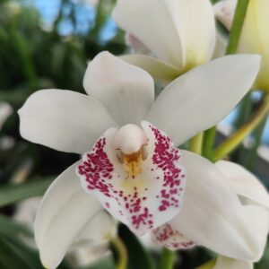E12-Cymbidium midi “Summer Frost”-vaso 16 cm.- taglia pianta XL-con e senza fiori