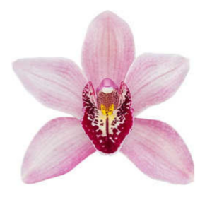 E12-Cymbidium midi “Summer Pearl Sonia”-vaso 16 cm.- taglia pianta XL