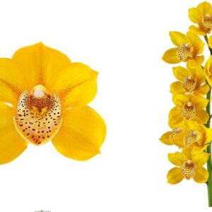E12-Cymbidium midi “Lovely Sue”-vaso 16 cm.- taglia pianta XL
