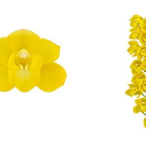E12-Cymbidium midi “Shiny Yellow”-vaso 16 cm.- taglia pianta XL