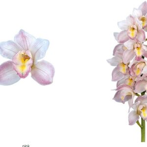 E12-Cymbidium midi “Li Flor”-vaso 16 cm.- taglia pianta XL