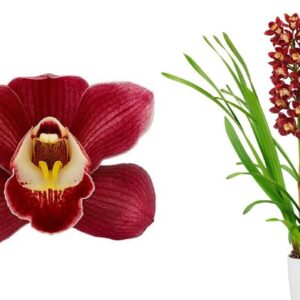 E12-Cymbidium midi “Red Arrow”-vaso 16 cm.- taglia pianta XL