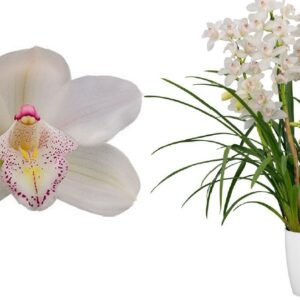 E12-Cymbidium midi “Chiara”-vaso 16 cm.- taglia pianta XL