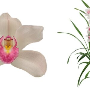 E12-Cymbidium midi “Earliflor”-vaso 16 cm.- taglia pianta XL