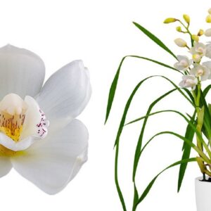 E12-Cymbidium midi “Summer Frost”-vaso 16 cm.- taglia pianta XL