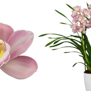 E12-Cymbidium midi “Shene Pearl”-vaso 16 cm.- taglia pianta XL