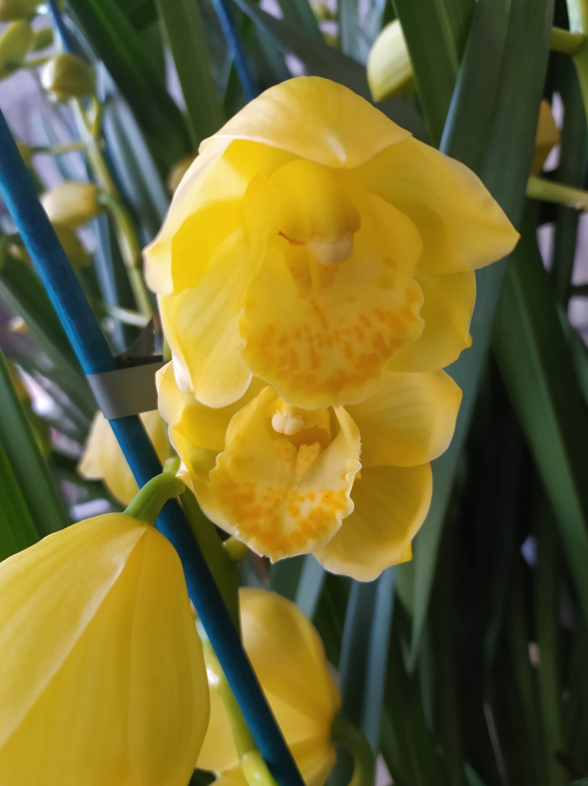 8261 wall flor