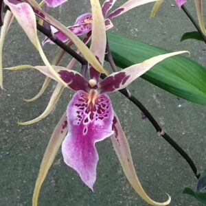 E13-Cambria “AK73”-vaso 12 cm.-con e senza fiori-Novita’!!!!!!!!!