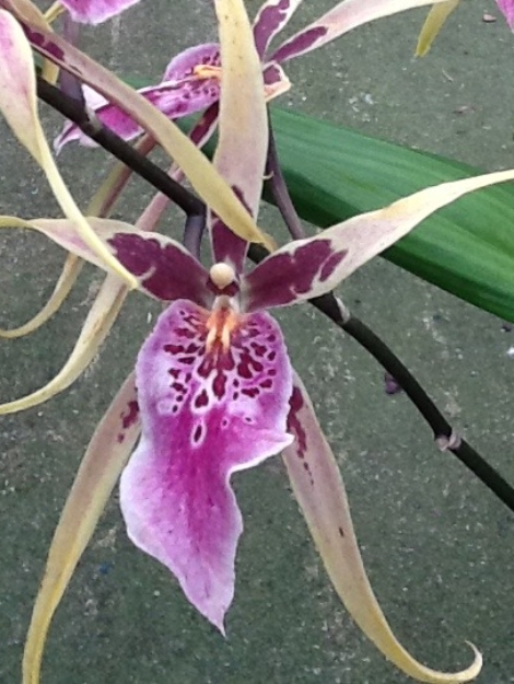 IMG-20260713-WA0007