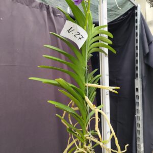 E9-Vanda gigante -pianta N.27