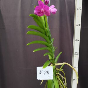E9-Vanda gigante -pianta N.28