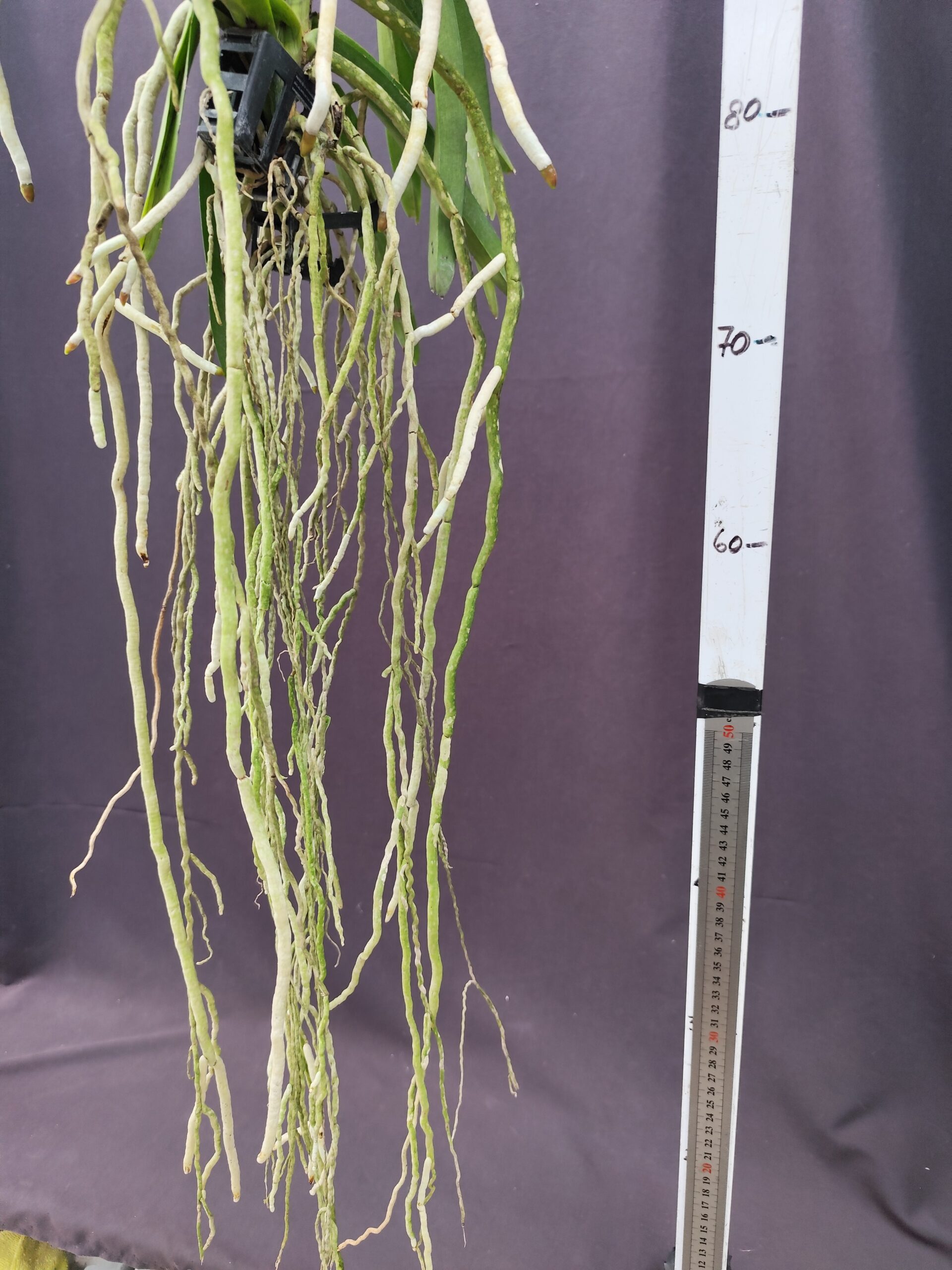 IMG_20260702_111812