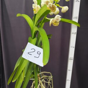 E9-Vanda gigante -pianta N.29
