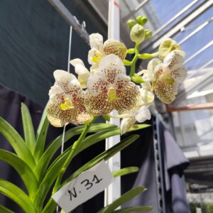E9-Vanda gigante -pianta N.31