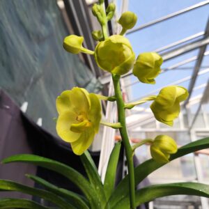 E9-Vanda gigante -pianta N.32