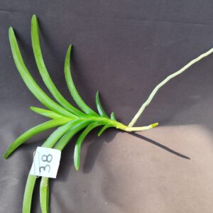E9-Keiki di Vanda n.38 -colore rosa