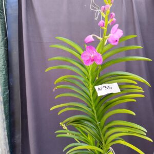 E9-Vanda gigante -pianta N.35-3 Rami !!!!!