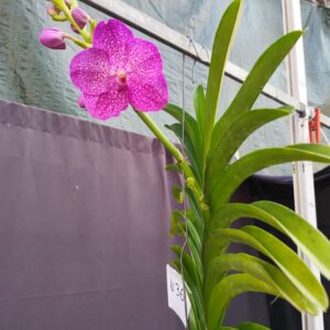 E9-Vanda gigante -pianta N.36