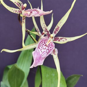 E13-Cambria “AK73”-vaso 12 cm.-con e senza fiori-Novita’!!!!!!!!!