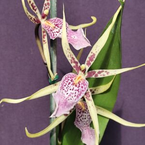 E13-Cambria “AK73”-vaso 12 cm.-con e senza fiori-Novita’!!!!!!!!!