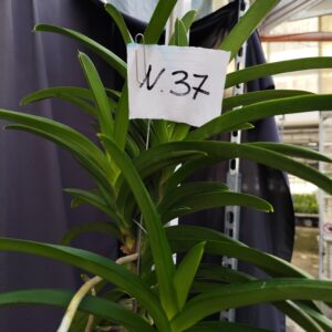 E9-Vanda gigante -pianta N.37-5 keiki!!!!!!