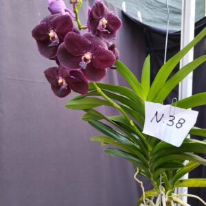 E9-Vanda gigante -pianta N.38-1 keiki