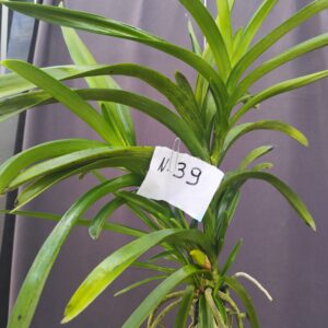 E9-Vanda gigante -pianta N.39-5 keiki !!!