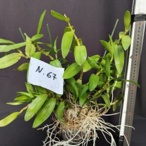 Dendrobium Nobile- Varieta’ esclusive ” violaluca orchidee”-pianta n.67