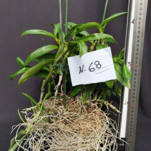 Dendrobium Nobile- Varieta’ esclusive ” violaluca orchidee”-pianta n.68