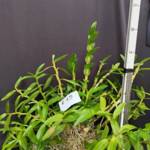 Dendrobium Nobile GIGANTE!!!!!!!- Varieta’ esclusive ” violaluca orchidee”-pianta n.69
