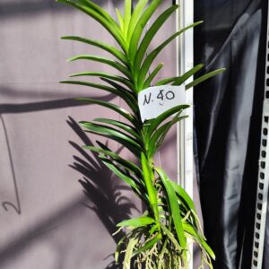E9-Vanda gigante -pianta N.40- 1 keiki !!!