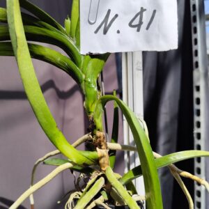 E9-Vanda -pianta N.41-piccola