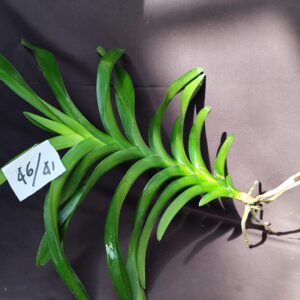 E9-Keiki di Vanda n.46/41 -colore a sorpresa