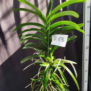 E9-Vanda gigante -pianta N.43 con 3 piccoli keiki !!!