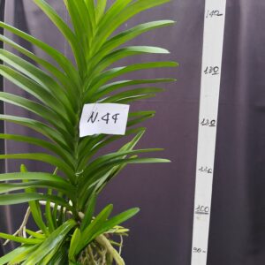 E9-Vanda gigante -pianta N.44 con 3  keiki !!!
