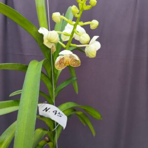E9-Vanda gigante -pianta N.45