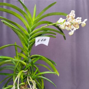 E9-Vanda gigante -pianta N.48
