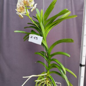 E9-Vanda gigante -pianta N.49