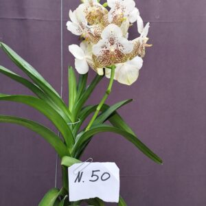 E9-Vanda gigante -pianta N.50