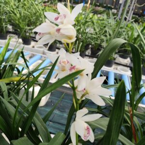 Rami recisi di Cymbidium – Colore a sorpresa